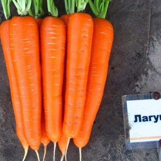 Морковь Лагуна F1 1.4-1.6 мм